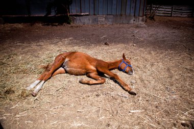 Bahar günü çayırda at yürüyüşü.