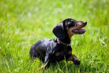 Çayırdaki çimlerin üzerinde bir yaz günü Dachshund köpeği