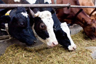 Çiftlikteki birçok inek besleniyor ve sağılıyor.