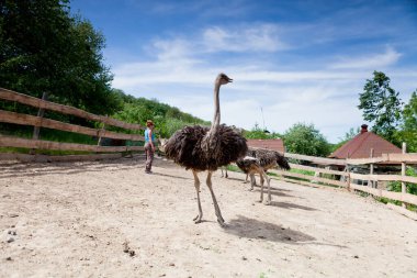 Güneşli bir günde devekuşu çiftliği