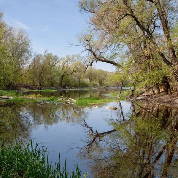 Fiume Una Giornata Estiva Nella Foresta Tra Gli Alberi — Foto Stock