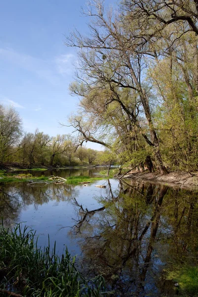 Fiume Una Giornata Estiva Nella Foresta Tra Gli Alberi — Foto Stock