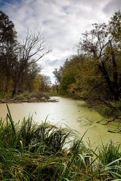 Ponury Jesienny Dzień Nad Rzeką — Zdjęcie stockowe