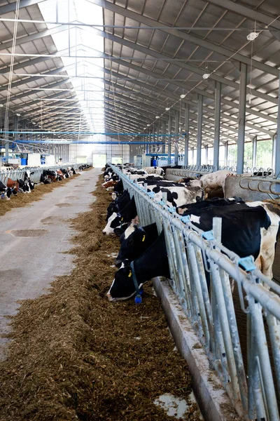 Muchas Vacas Granja Son Alimentadas Ordeñadas — Foto de Stock