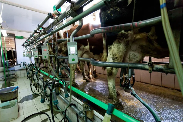 Many Cows Farm Fed Milked — Stock Photo, Image