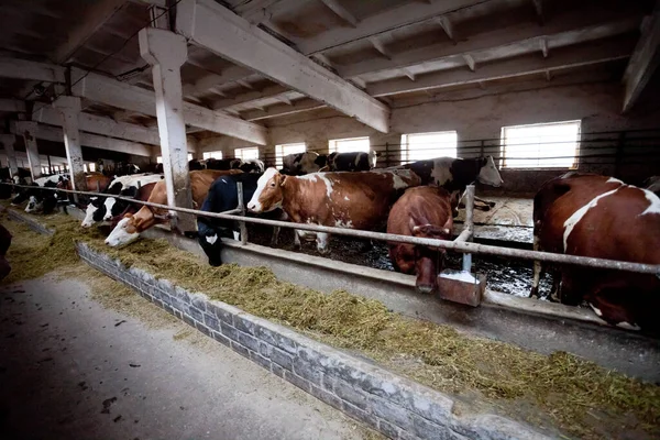 Many cows on the farm are fed and milked