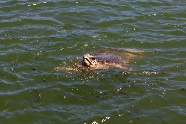 Нильские Черепахи Реке — стоковое фото