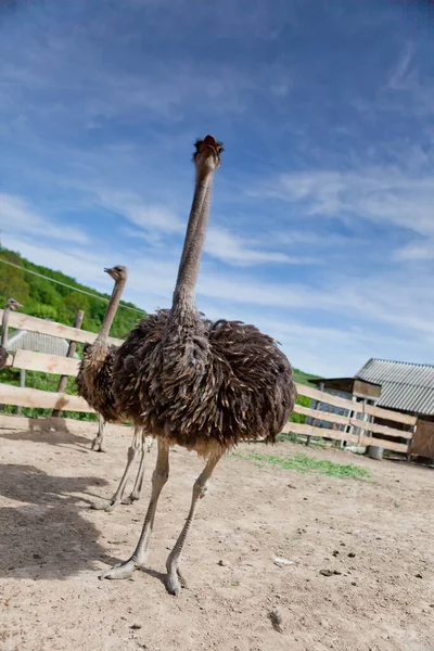 Ostrich Farm Sunny Day — Stock Photo, Image