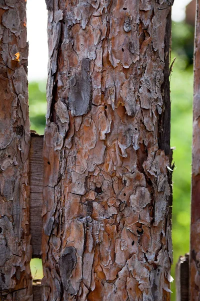 Ağaç Kabuğuyla Eski Çam Ağaçlarından — Stok fotoğraf