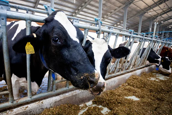 Muitas Vacas Fazenda São Alimentadas Ordenhadas Fotografias De Stock Royalty-Free