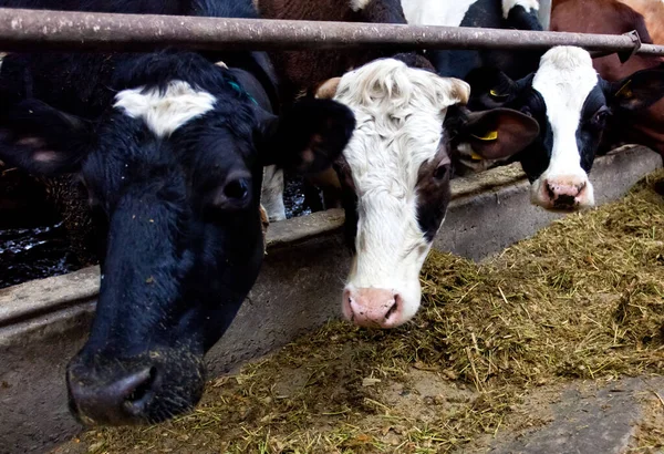 Muitas Vacas Fazenda São Alimentadas Ordenhadas Imagem De Stock