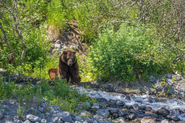 Великий коричневий ведмідь стоїть біля гірської річки — стокове фото