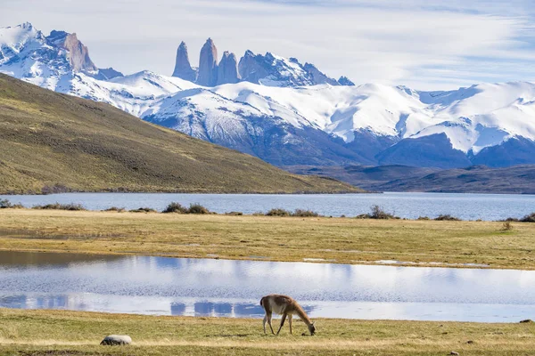 Lamadjur som livnär sig på gräs på Torres del Paine i Chile — Stockfoto