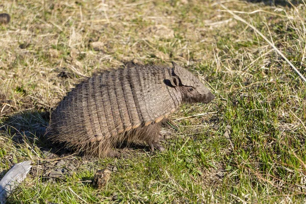 Armadillo nain dans le parc national de Torres del Paine — Photo