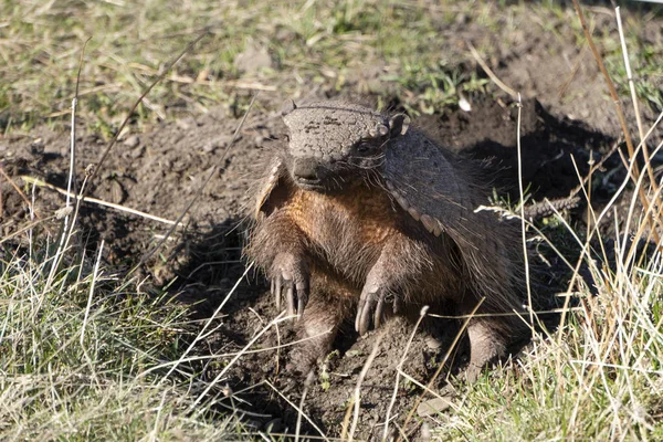 Törpe tatu jön ki a földalatti fészekből — Stock Fotó