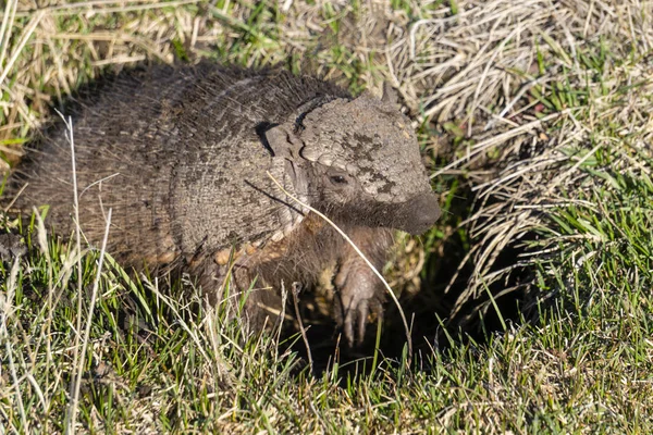 Dwarf armadillo coming out from its underground nest — Stock Photo, Image