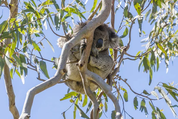 Koala sover på ett träd — Stockfoto