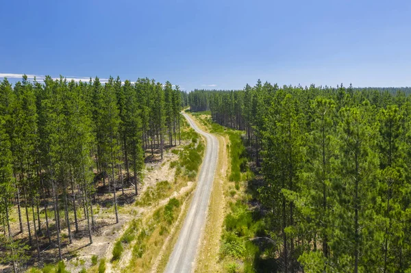 Aerial view of a forest — Stock Photo, Image