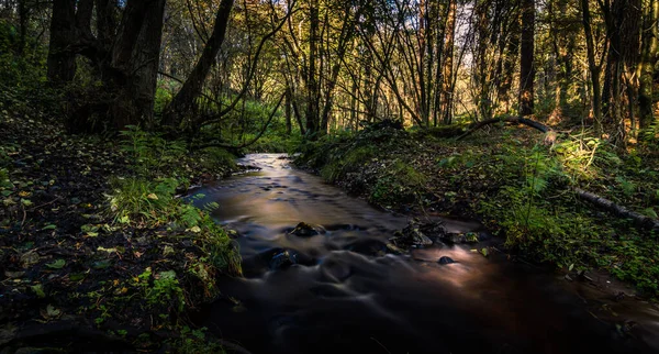 Delamere Forest Bach Langzeitbelichtung Herbst — Stockfoto