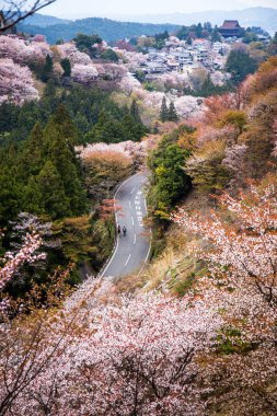 Sakura ve sonbaharda Road'da Yoshino dağ - Nara, Japonya