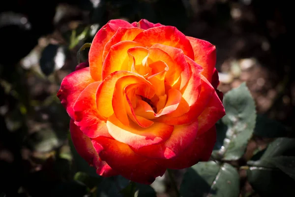 Fire Rose at Khao Kho Royal Palace - Phetchabun, Thailand