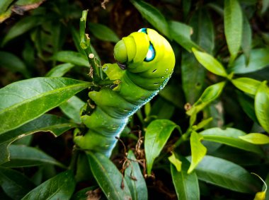 Bitkinin üzerinde bir böcek ve yan bitki yaprağının arkasındalar. Vücudunda beyaz ve gökyüzü mavi renkli gölgeler var..