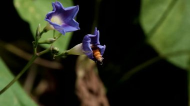 120 fp 'lik polenlerle kaplı bir çiçekten uçan arı.