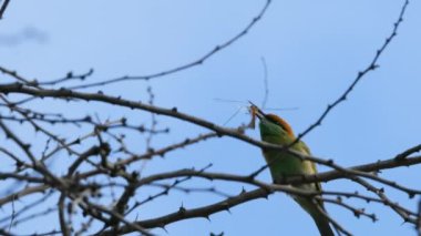 Arı yiyen bir yusufçuğu dövüyor.