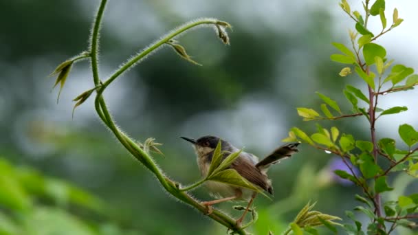 Small Bird Ashy Prinia Beautiful Green Setting — Stock Video