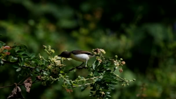 Blåvittrad Solfågel Som Dricker Nektar Från Blommor — Stockvideo