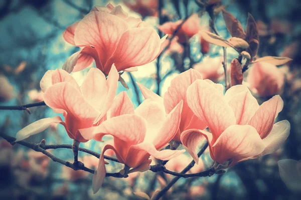 Mooie Bloeiende Magnolia Bloemen Sundawn Backlit Licht Ondiepe Diepte Zachte — Stockfoto