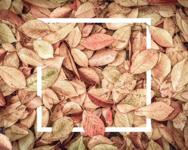 Beyaz resim çerçevesi ile kompozisyon Vintage koyu tonda sonbahar yaprakları. Uzay kopyalayın. Doğa arka plan. Tebrik kartı şablonu.