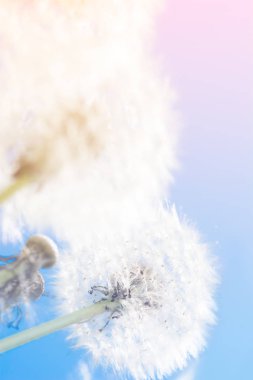 Rüya gibi dandelions blowball çiçek gökyüzü günbatımı karşı. Pastel tonda. Makro yumuşak odak. Hassas saydam havadar zarif sanatsal görüntü bahar. Doğa tebrik kartı arka plan.