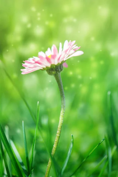 Mooie Witte Roze Daisy Bloem Het Gras Zonlicht Wazig Achtergrond — Stockfoto