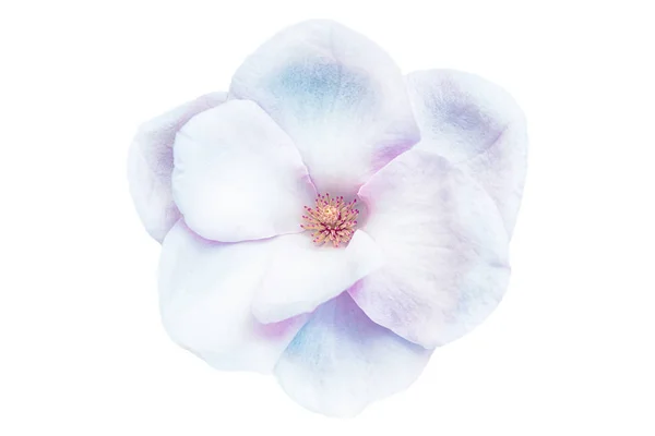 Bela Flor Flor Closeup Magnólia Isolada Fundo Branco Suave Iridescente — Fotografia de Stock