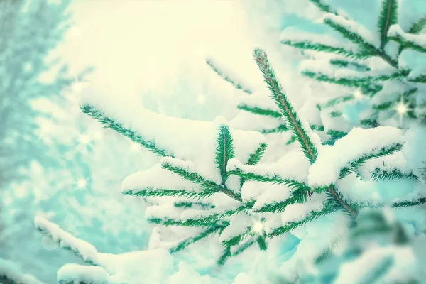 Prachtige Spar Boom Behandeld Sneeuw Close Winter Kerstmis Schilderachtige Wenskaart — Stockfoto