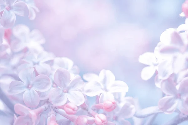 Beautiful Purple Lilac Flowers Blossom Branch Background Soft Focus Greeting — Stock fotografie