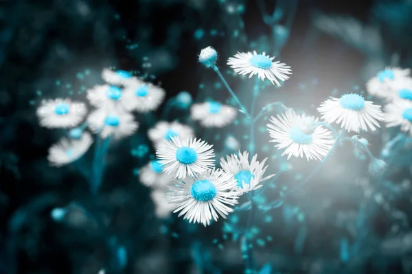 Bunga Daisy Indah Mekar Padang Liar Dalam Cahaya Matahari Terbenam — Stok Foto