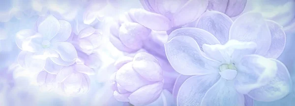 Schöne Lila Lila Blumen Blühen Zweigpanorama Hintergrund Weichzeichner Grußkarten Vorlage — Stockfoto