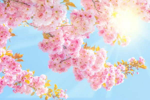 桜ピンク花桜の花と太陽の背景 グリーティング カード テンプレート 浅い深さ 淡いピンクのトーン 春の自然 — ストック写真
