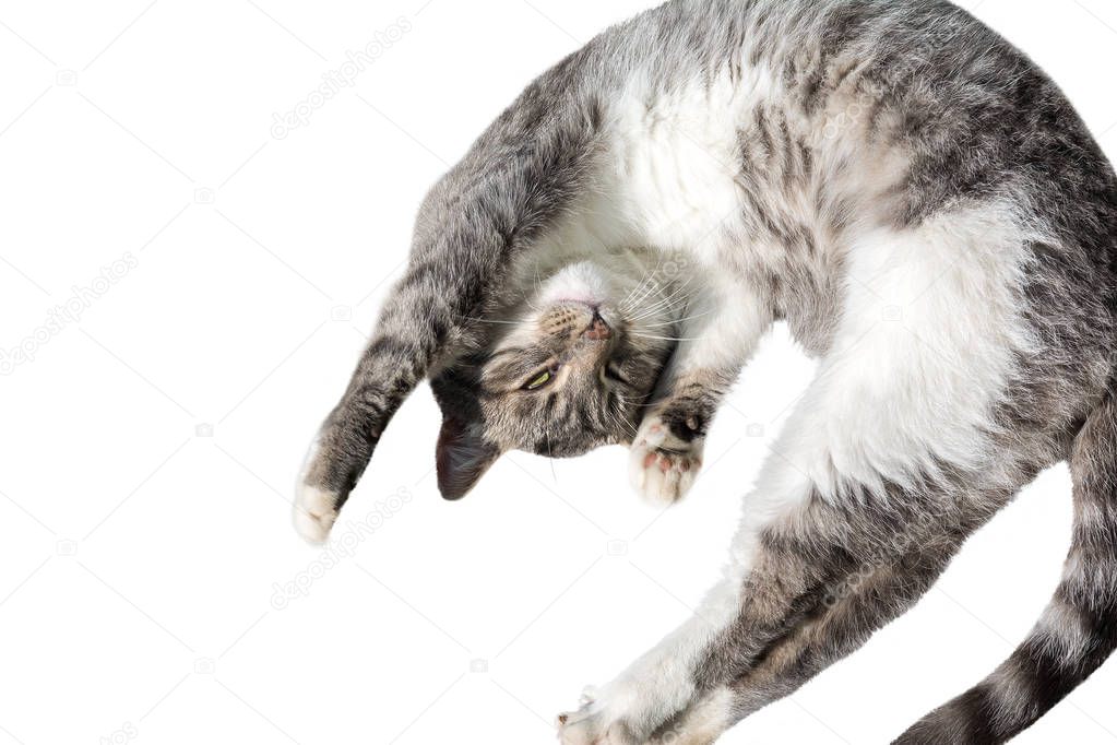 Flying or jumping funny tabby kitten cat isolated on white background. Copy space. Greeting card template