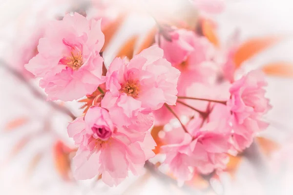 Krásné sakura růžový květ třešňový květ pozadí. Šablony přání. Mělké hloubce. Měkký pastel tónovaný. Jarní příroda — Stock fotografie