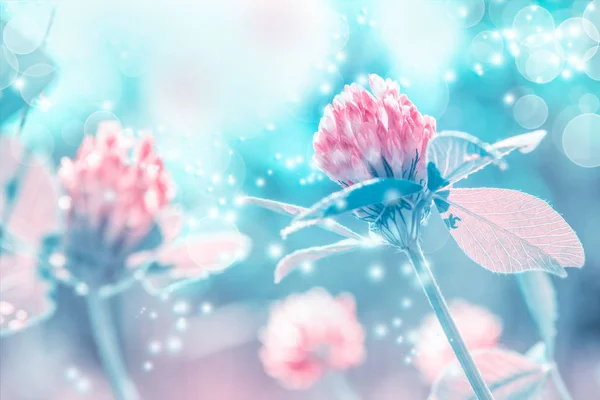 Όμορφη άνοιξη άγρια λιβάδι τριφύλλι λουλούδια στο φως του ήλιου, μακροεντολή. Μαλακό φόντο φύση εστίαση. Λεπτή παστέλ τονισμένη εικόνα. Υποδεχτείτε το πρότυπο καρτών. Λουλούδια της φύσης την άνοιξη. Αντιγραφή χώρου — Φωτογραφία Αρχείου