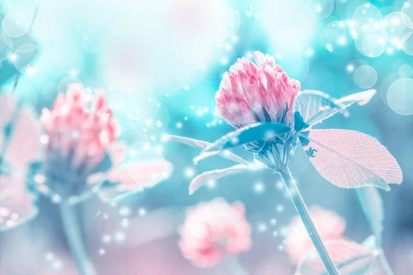 Schöne frühlingshafte Wiesenkleeblumen im Sonnenlicht, Makro. Weicher Fokus Natur Hintergrund. Zartes, pastellfarbenes Bild. Grußkarten-Vorlage. Die Natur blüht im Frühling. Kopierraum — Stockfoto