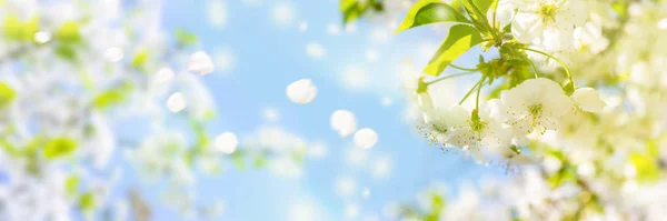 Cerezo floreciente en el fondo del cielo claro a la luz del sol. Suave pastel tonificado. Panorama de flores de sakura de primavera con pétalos voladores. Copiar banner de espacio — Foto de Stock