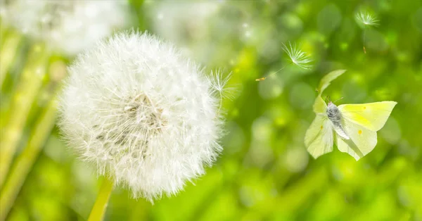 Dromerige paardebloemen blaas balletjes, zaden vliegen in de wind en Butterfly tegen zonlicht. Macro soft focus. Delicate transparante luchtige elegante artistieke beeld van de lente. Natuur wenskaart achtergrond — Stockfoto