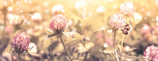 Mooie lente wilde weide klaver bloemen, roze en gele kleuren in zon licht met Bee, macro. Zachte focus natuur achtergrond. Delicate pastel afgezwakt beeld. Natuur Floral lente. Hoge sleutel — Stockfoto