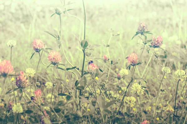 Hermosas flores de trébol de pradera salvaje de primavera, colores rosa y amarillo en la luz del sol con abeja, macro. Fondo de la naturaleza de enfoque suave. Delicada imagen tonificada pastel. Naturaleza primavera floral. Clave alta — Foto de Stock
