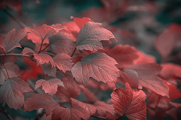 아름 다운 가을 밝은 구엘로 장미 잎 나뭇 가지입니다. 얕은 피사계 심도. 낮은 키 효과. 빈티지 다크 톤 가을 구성. 공간을 복사합니다. 자연 배경입니다. 인사말 카드 템플릿 — 스톡 사진