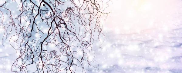 Winter scenic background. Christmas snow landscape with snowdrifts and tree branches covered with snow in the frost. Falling snow on nature outdoors close-up